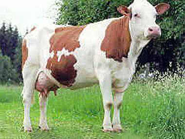 蒙贝利亚牛